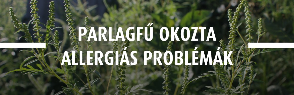 Parlagfű okozta allergiás problémák